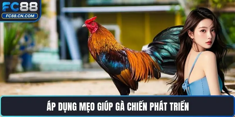 Mẹo Nuôi Gà Chiến Hiệu Quả Nhất Được Cao Thủ Chia Sẻ - DATIHE