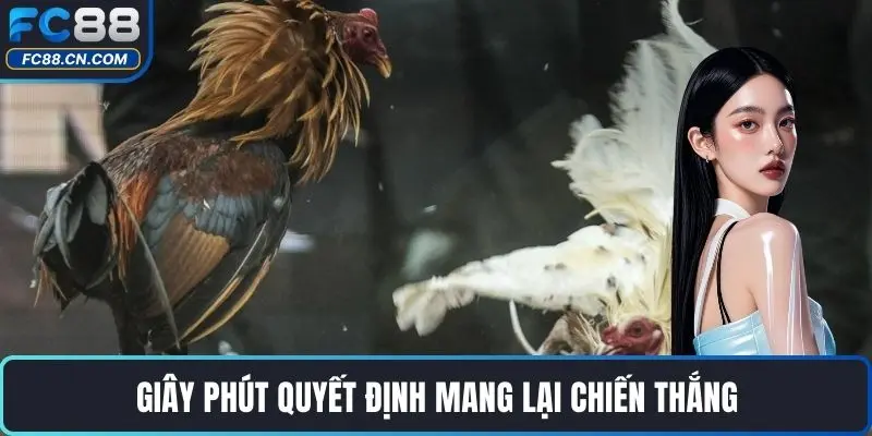 Đá Gà FC88 - Sảnh Đá Gà Độc Nhất Cùng Với FC88 - DATIHE