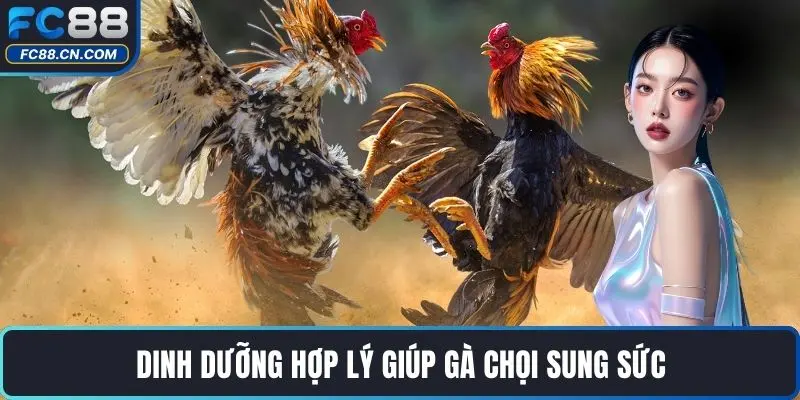 Cẩm Nang Chơi Chọi Gà – Bí Kíp Cược Thắng Lớn Cùng FC88 - DATIHE