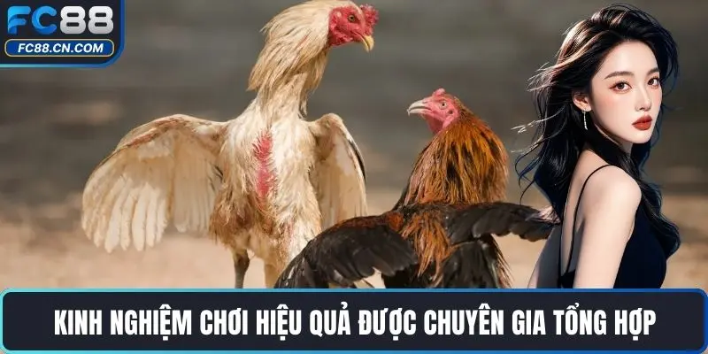 Đá Gà GA28 – Trải Nghiệm Chọi Kê Đỉnh Cao Cùng Với FC88 - DATIHE