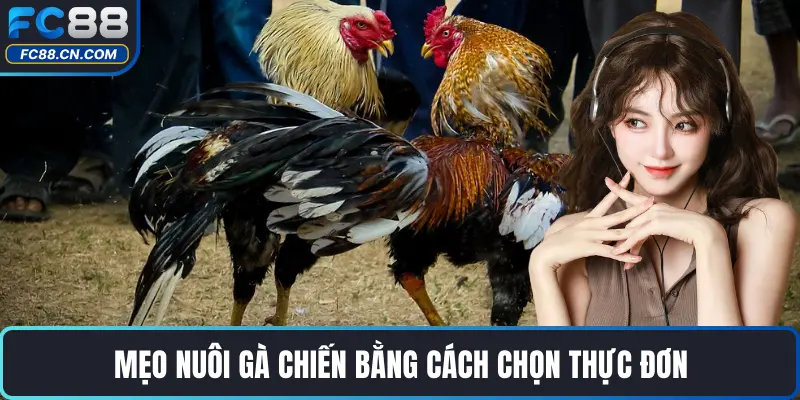 Mẹo Nuôi Gà Chiến Hiệu Quả Nhất Được Cao Thủ Chia Sẻ - DATIHE
