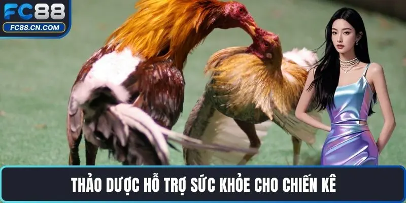 Mẹo Nuôi Gà Chiến Hiệu Quả Nhất Được Cao Thủ Chia Sẻ - DATIHE