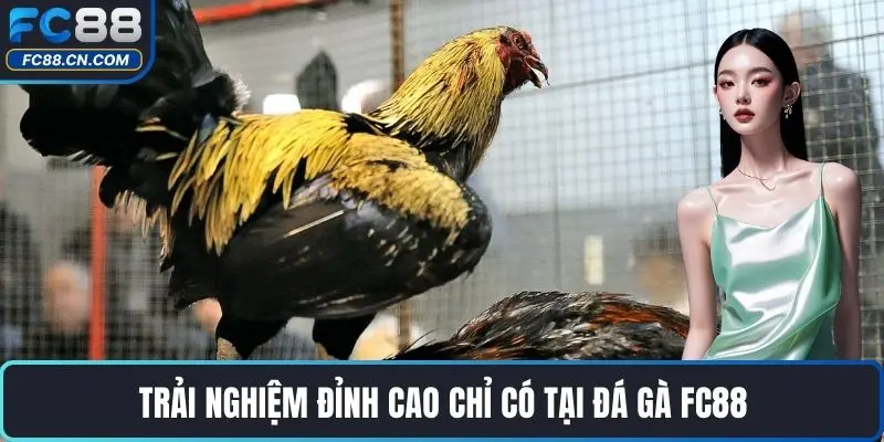 Đá Gà FC88 - Sảnh Đá Gà Độc Nhất Cùng Với FC88 - DATIHE